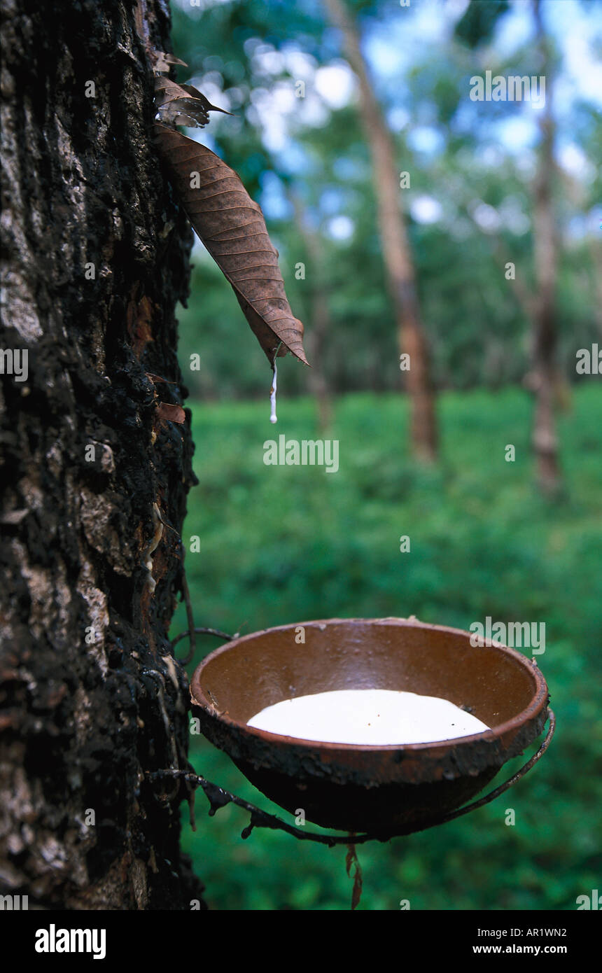 Rubber plantation, Chup, near Kompong Cham, Cambodia, Asia Stock Photo