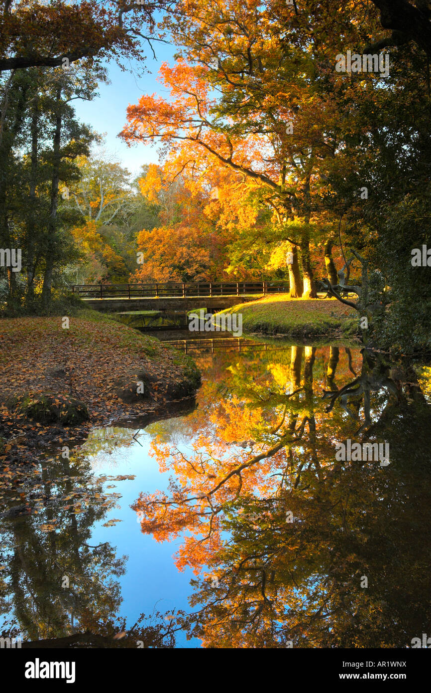 Late afternoon sunshine glows golden on the trees beside a New Forest stream, New Forest National Park, Hampshire Stock Photo