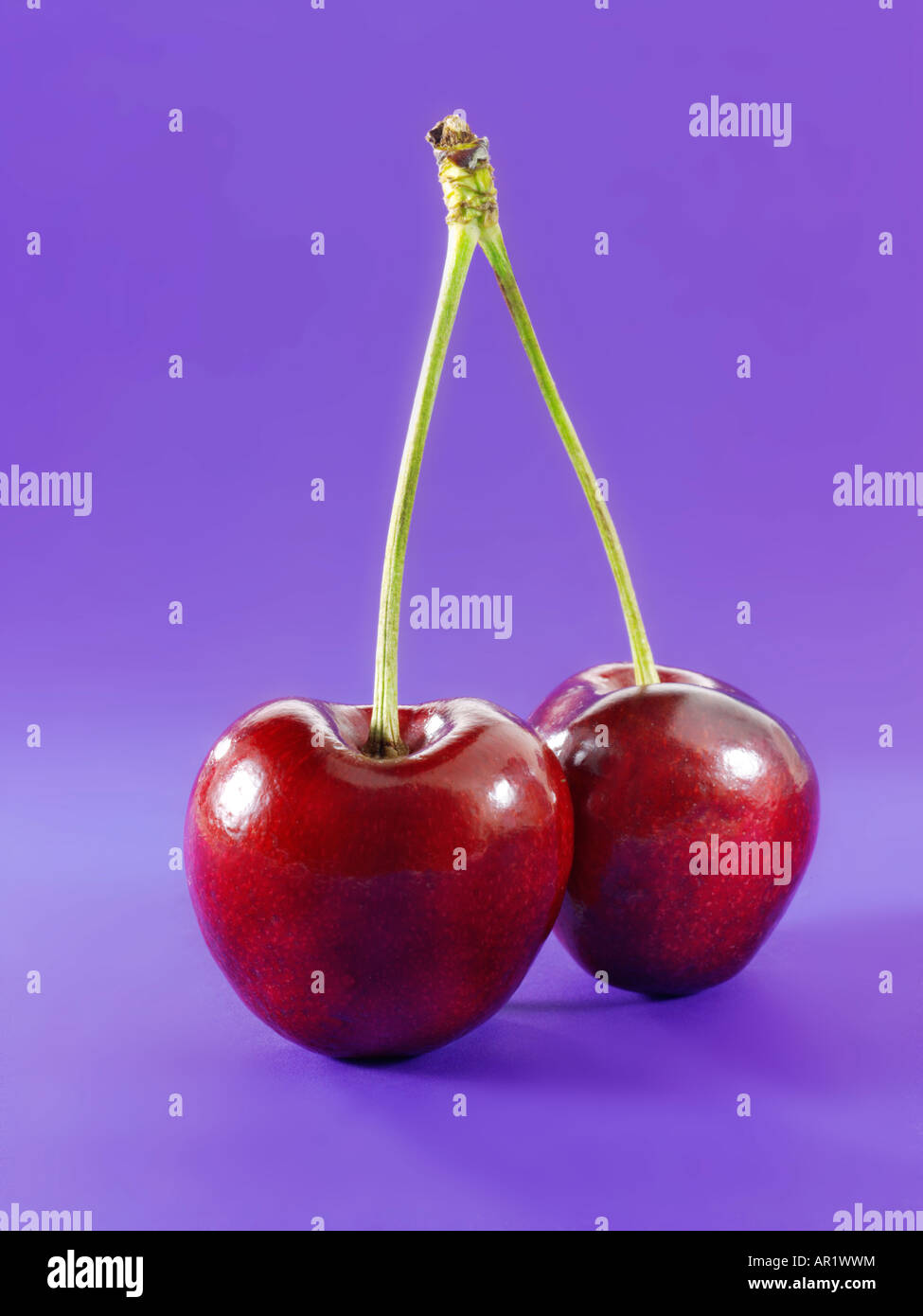 pair of Red Cherry with stalk Stock Photo