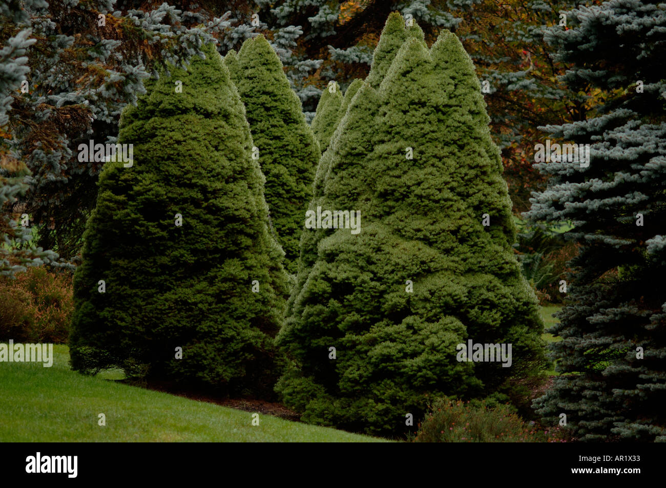 Dwarf Alberta Spruce Picea Glauca Albertiana conica Pine family Pinaceae Stock Photo