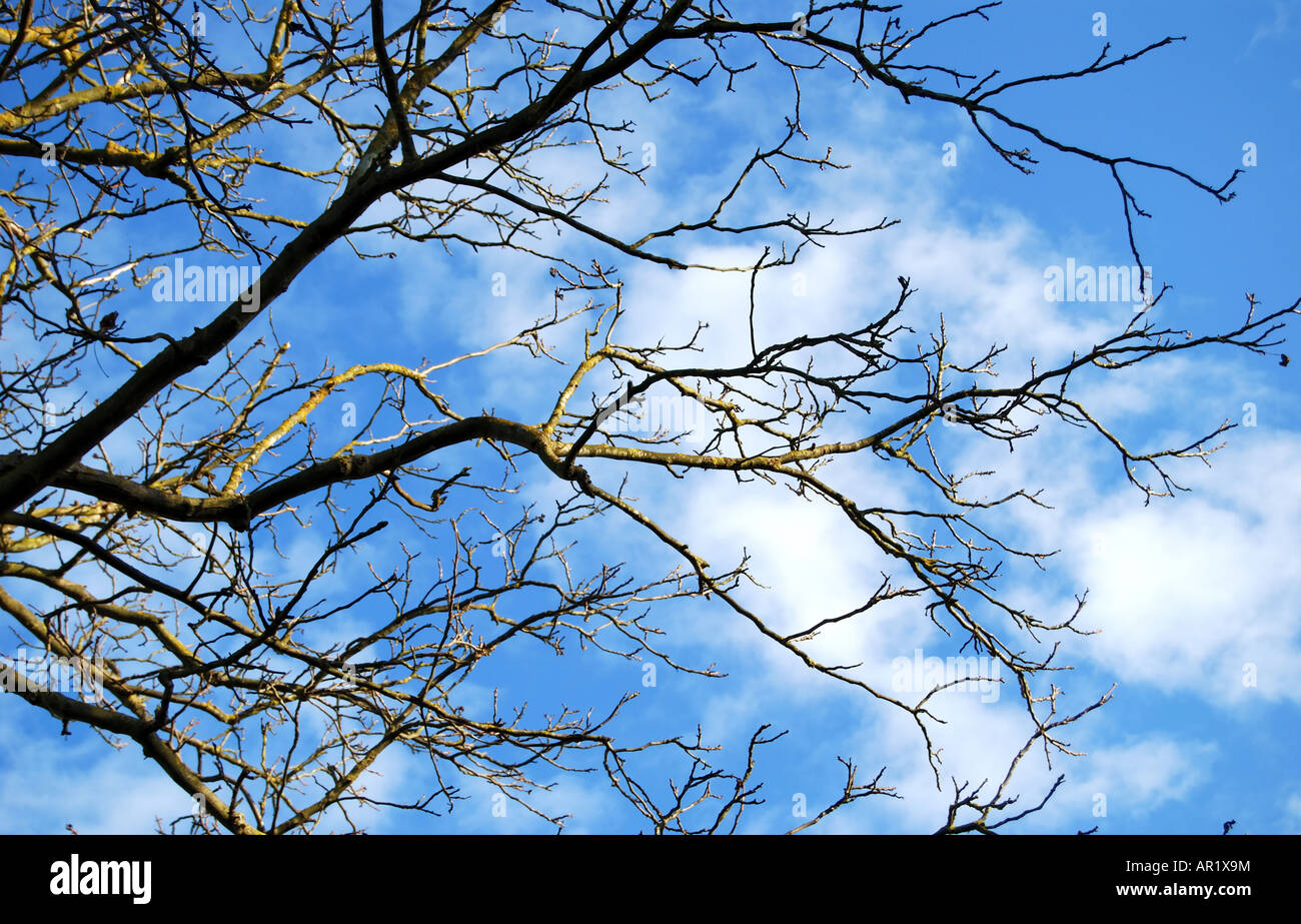 Nut tree branches. Stock Photo