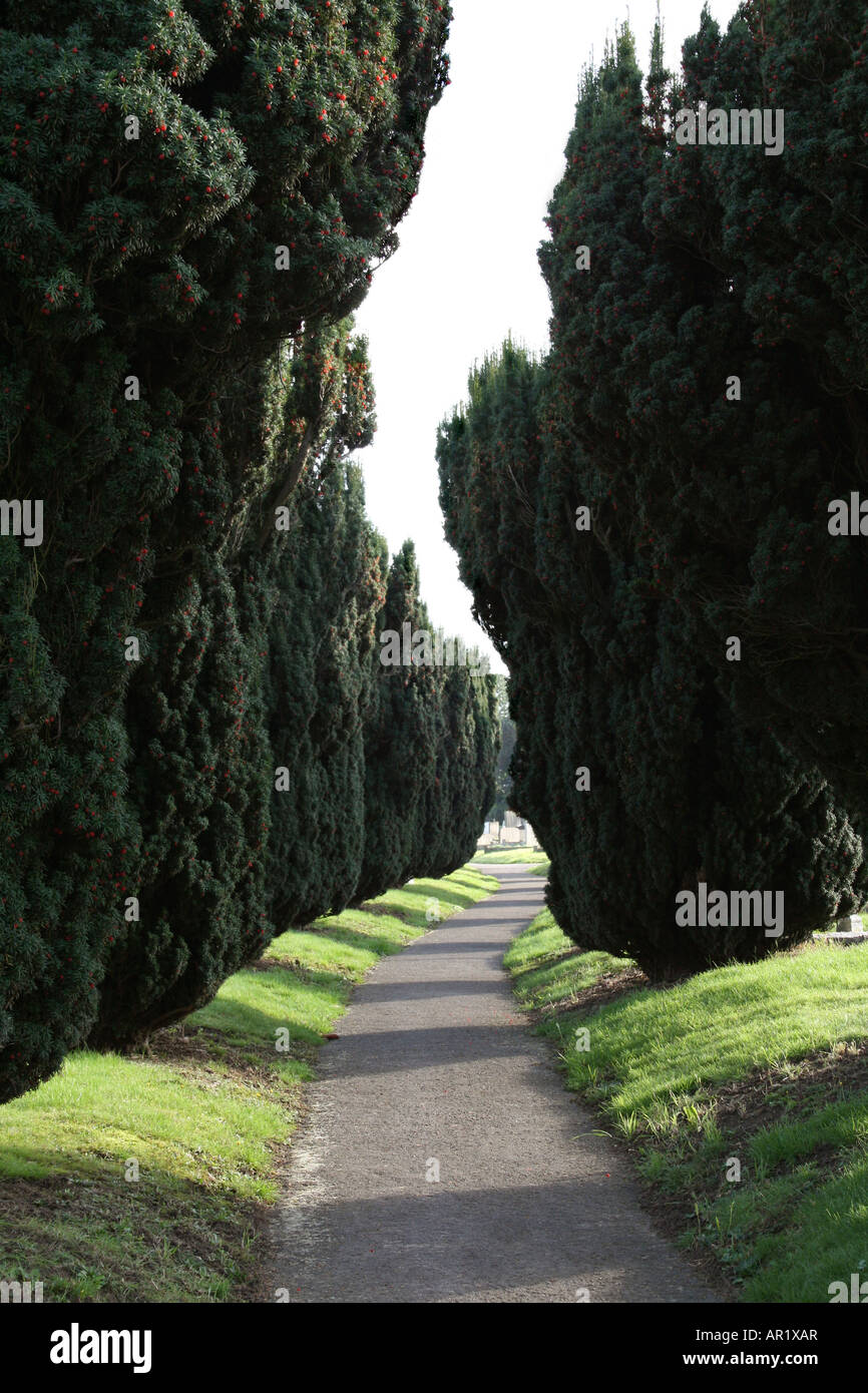 Pathway through Yew trees in Rose Hill Cemetery, Cowley, Oxford Stock Photo