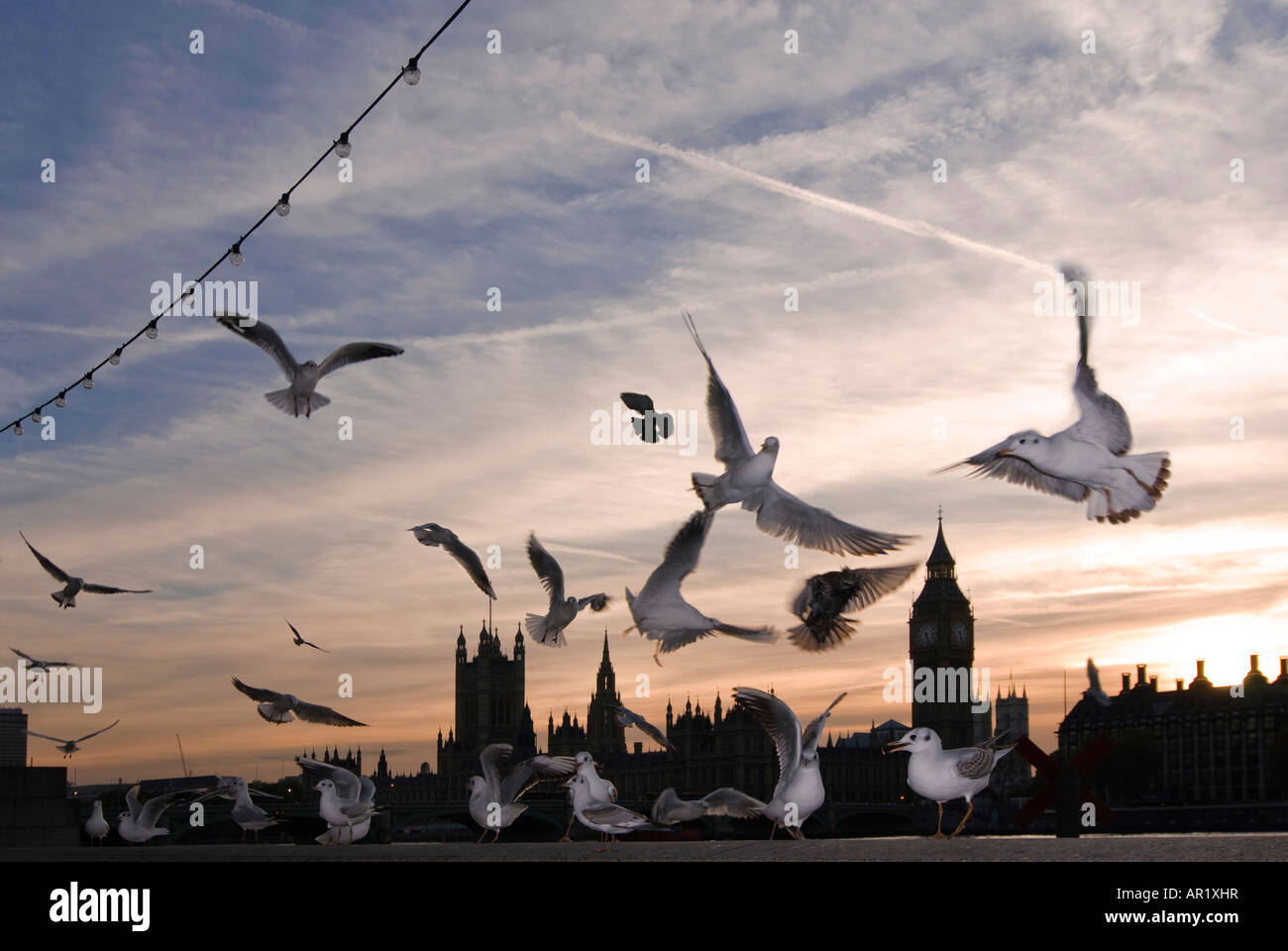 Horizontal wide angle of the Houses of Parliament and Big Ben silhouetted against a sunset with lots of seagulls flying. Stock Photo