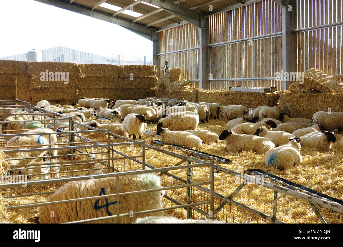 Sheep in winter quarters bedded on hay during lambing season at Sparsholt Agriculture College near Winchester in Hampshire Stock Photo
