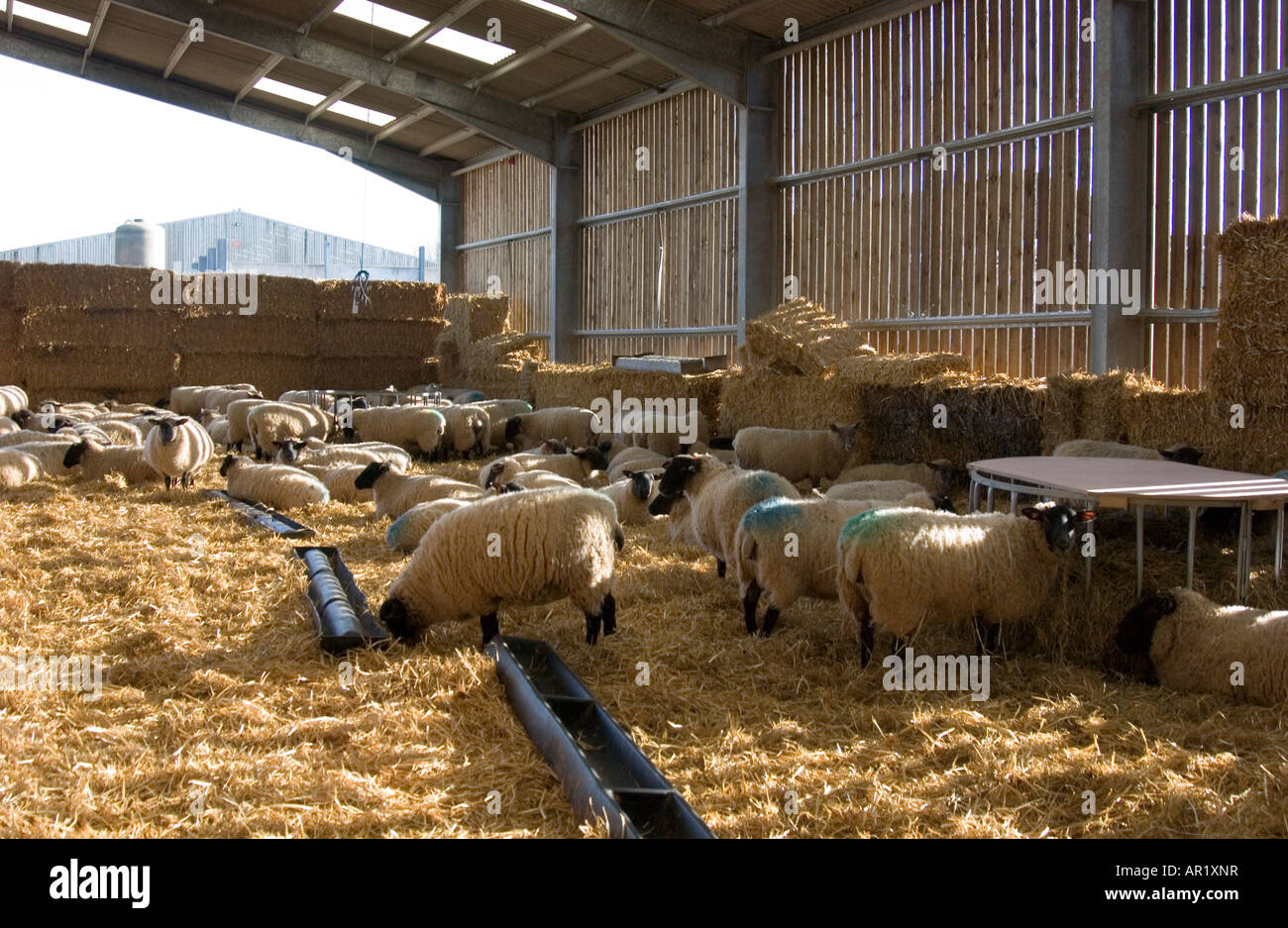 Sheep in winter quarters bedded on hay during lambing season at Sparsholt Agriculture College near Winchester in Hampshire Stock Photo