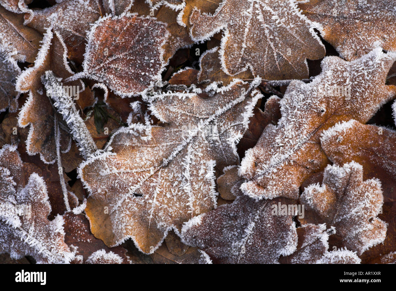 Fallen frosted leaves on the heathland, New Forest Stock Photo