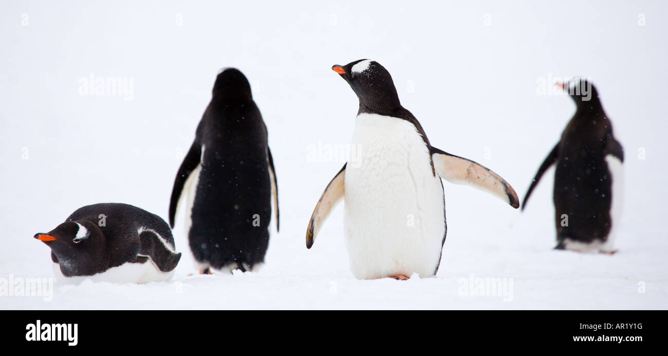 Gentoo penguins in the snow, Pleneau Island, Antarctica Stock Photo