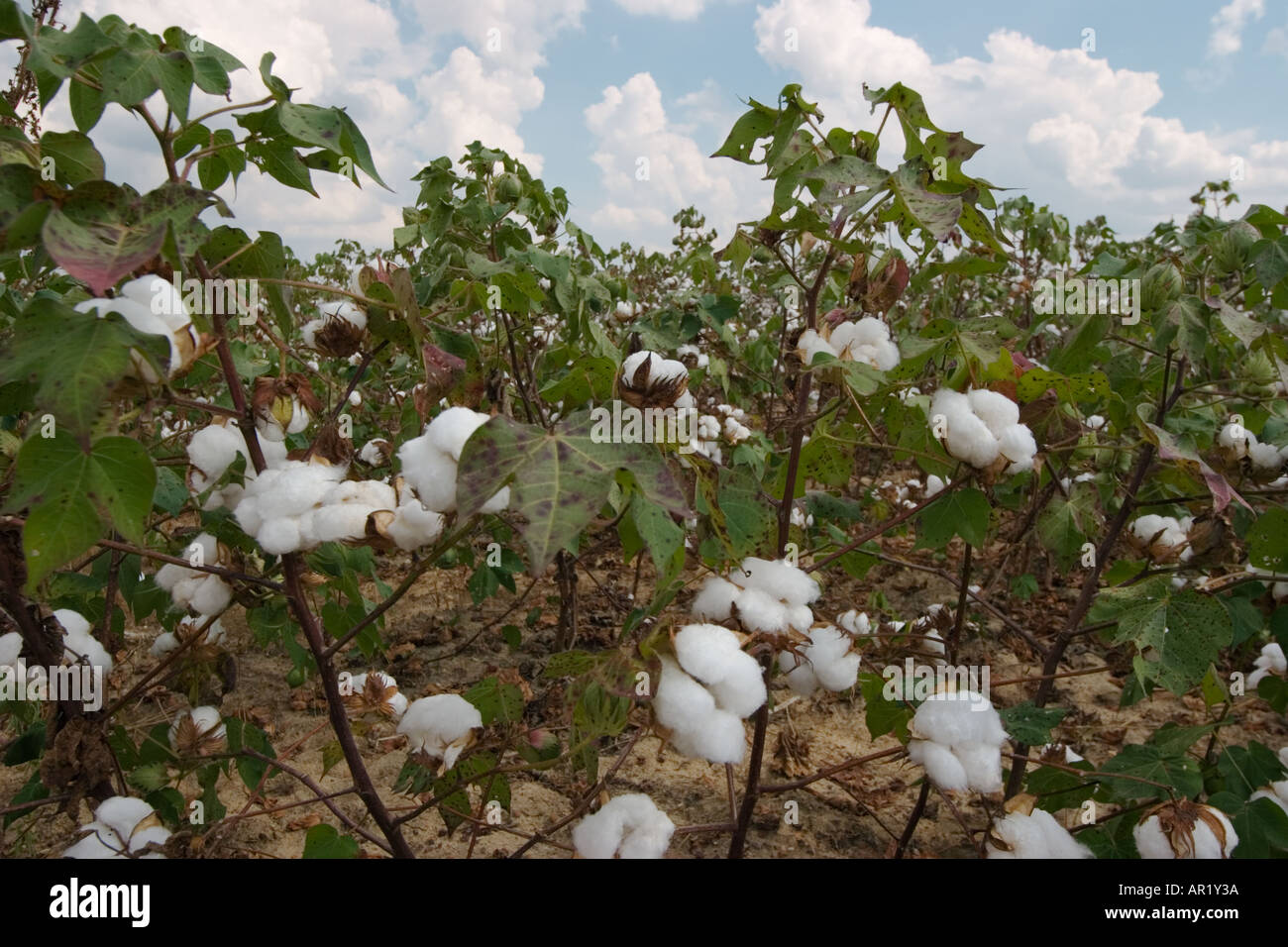 Cotton Plantation High Resolution Stock Photography and Images