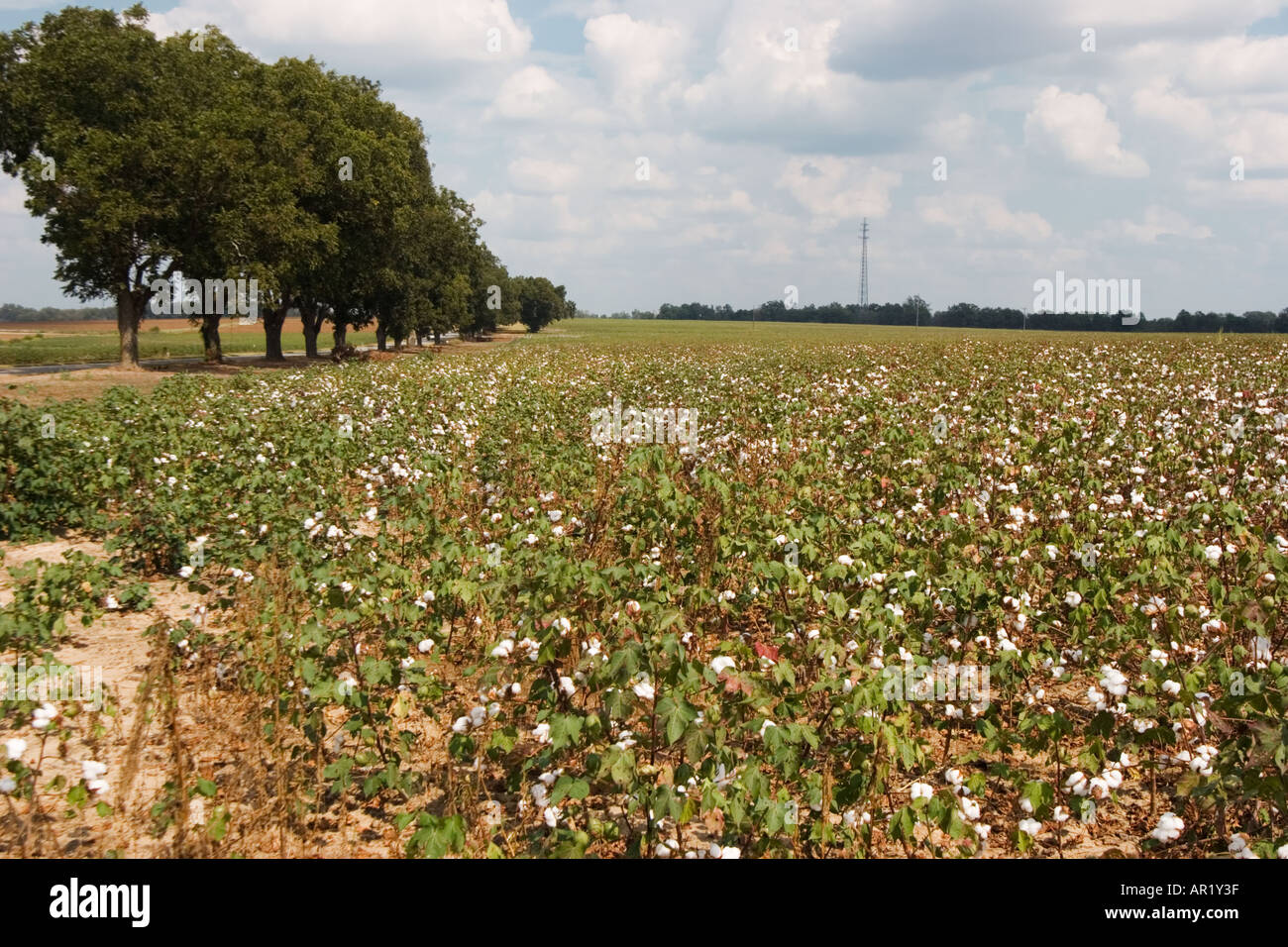 cotton plantation hires stock photography and images Alamy