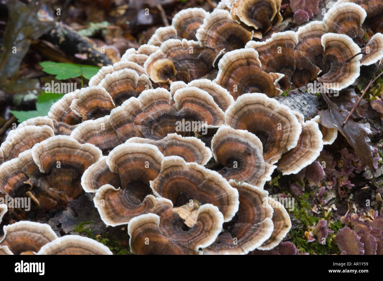 Turkey Tail fungus (Trametes versicolor) growing on logs in woods at