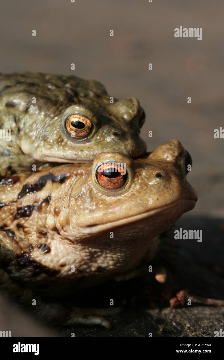 Common Toad S Bufo Bufo Mating Stock Photo Alamy