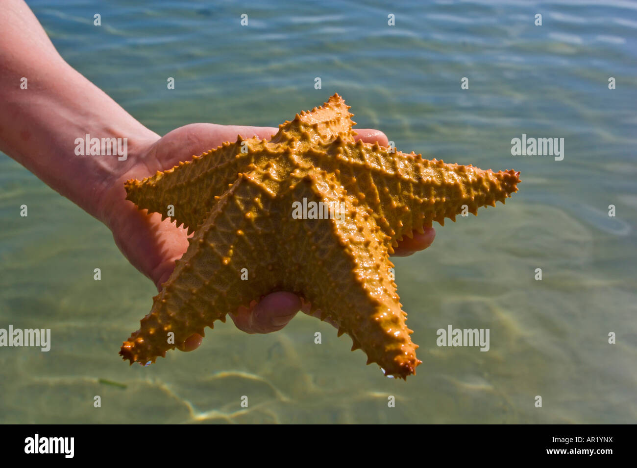 Person holding a Stock Photo Alamy