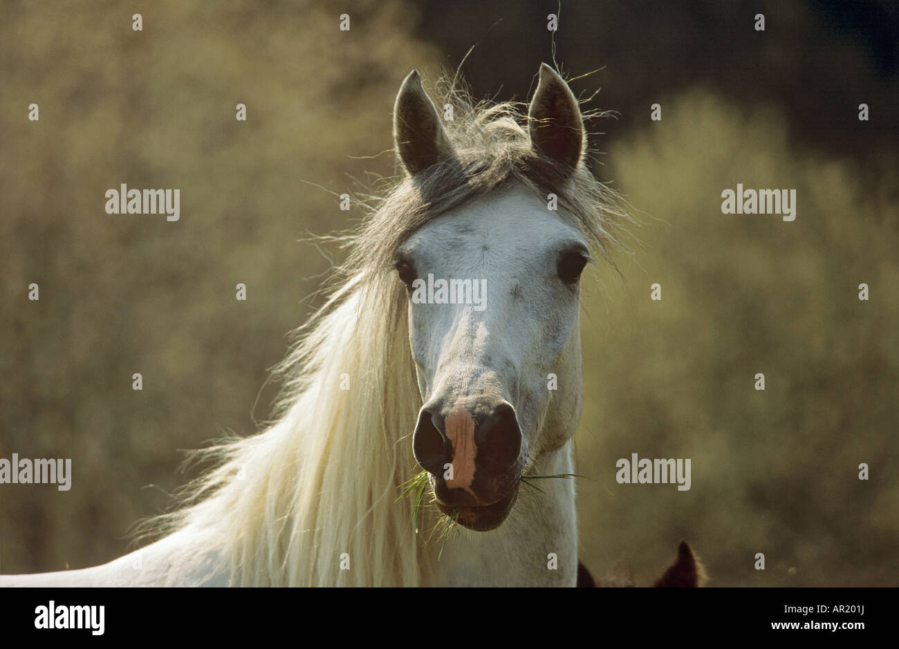 German Riding Pony - portrait Stock Photo