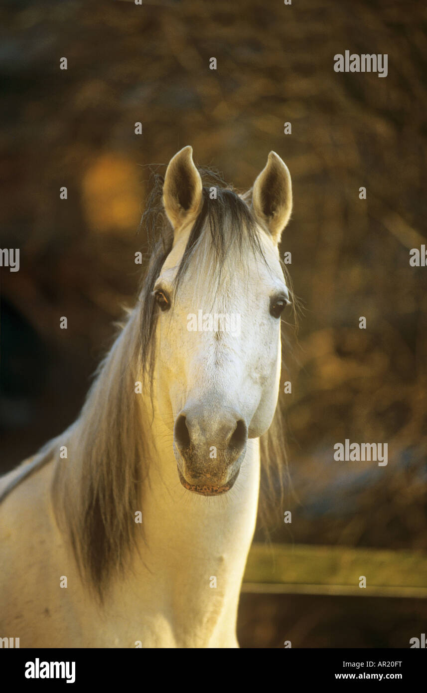 Arabian horse - portrait Stock Photo