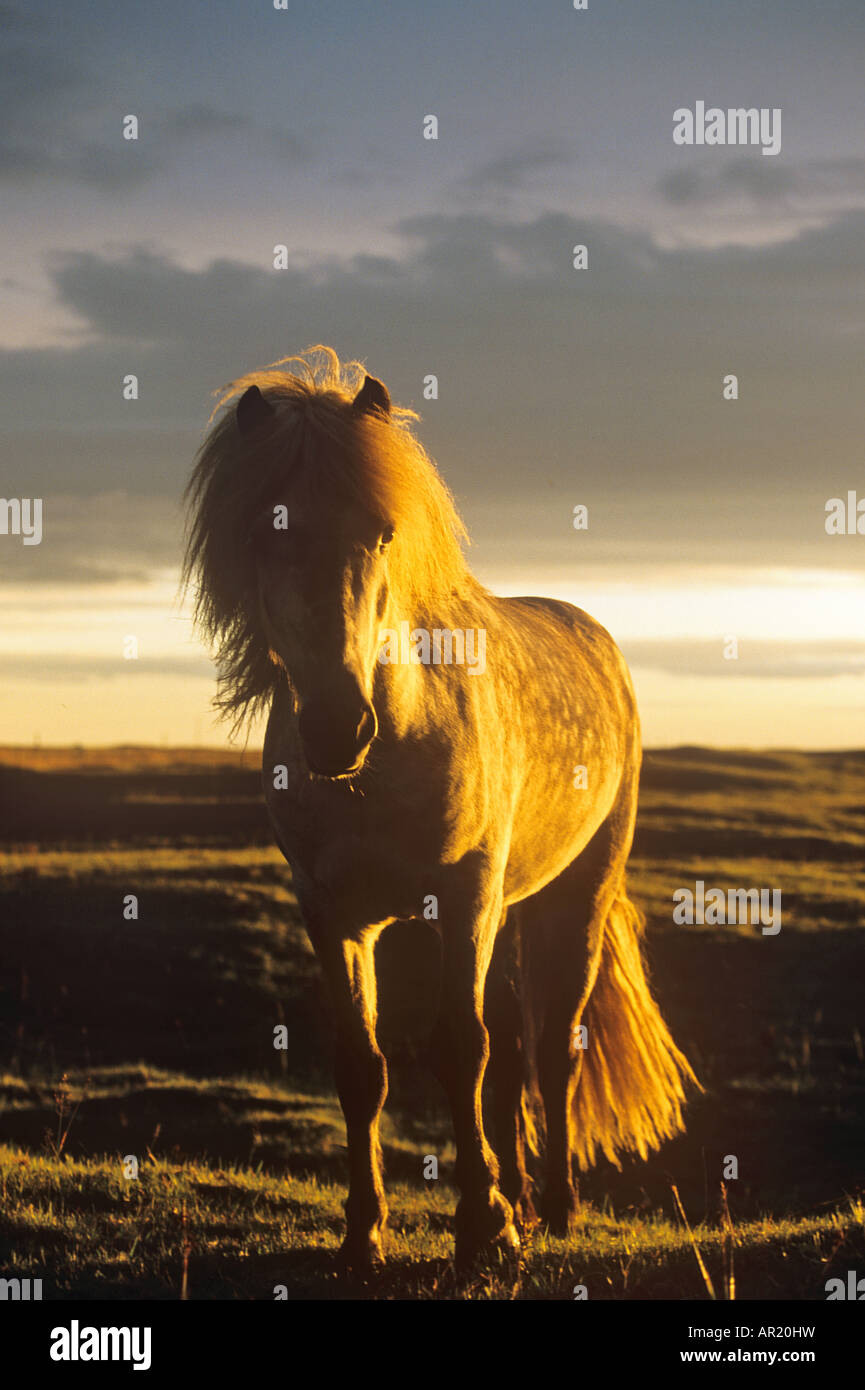 Icelandic horse - standing - sunset Stock Photo
