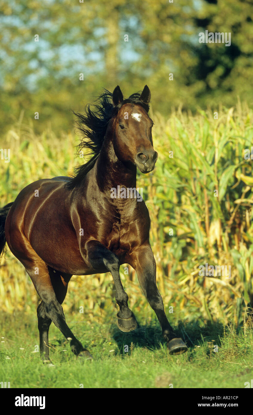 Quarter Horse on meadow Stock Photo