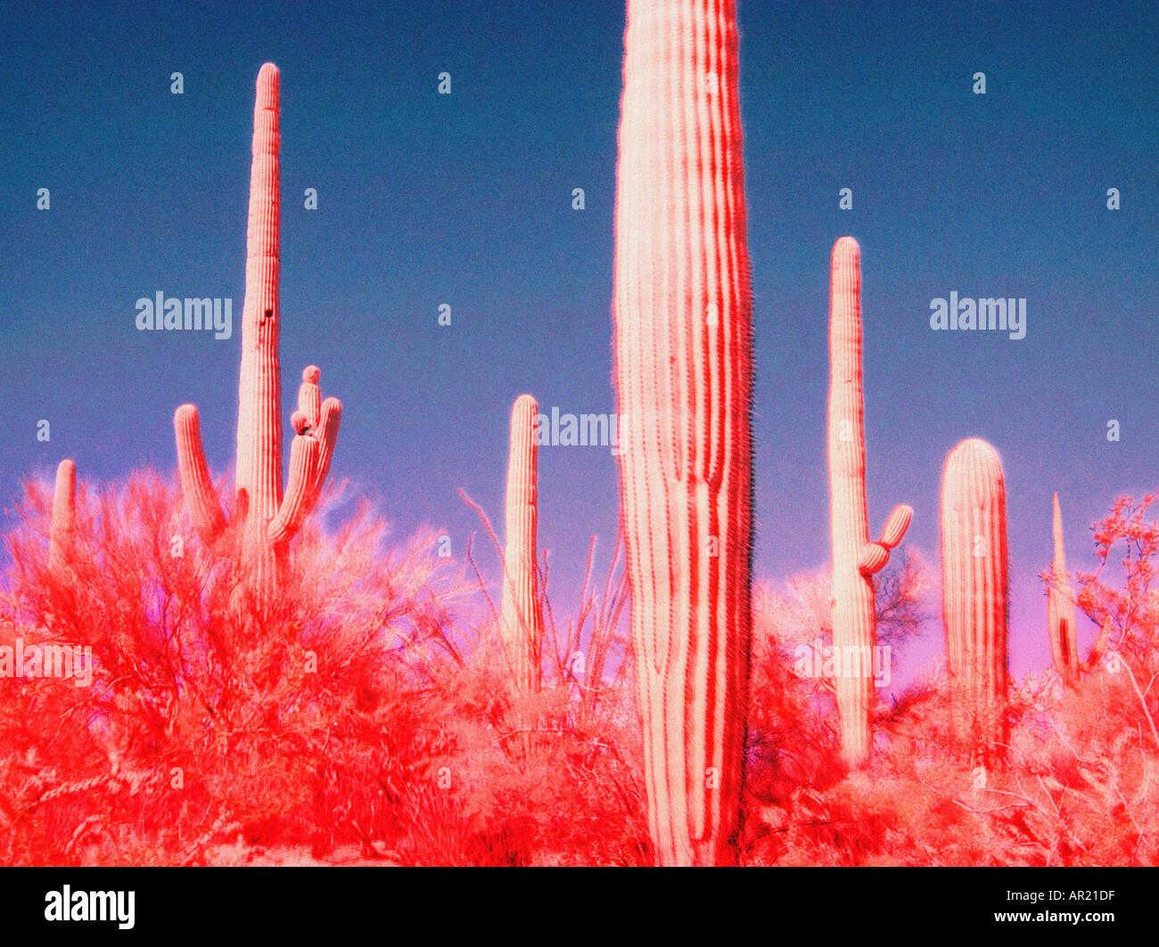 Saguaro Cacti Infrared Image Stock Photo