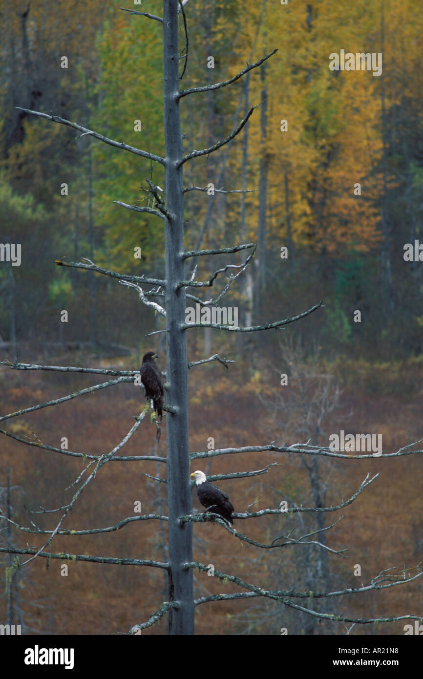 bald eagle Haliaeetus leucocephalus juvenile and adult in a tree during fall Haines Chilkoot Bald Eagle preserve Southeast Alaska Stock Photo