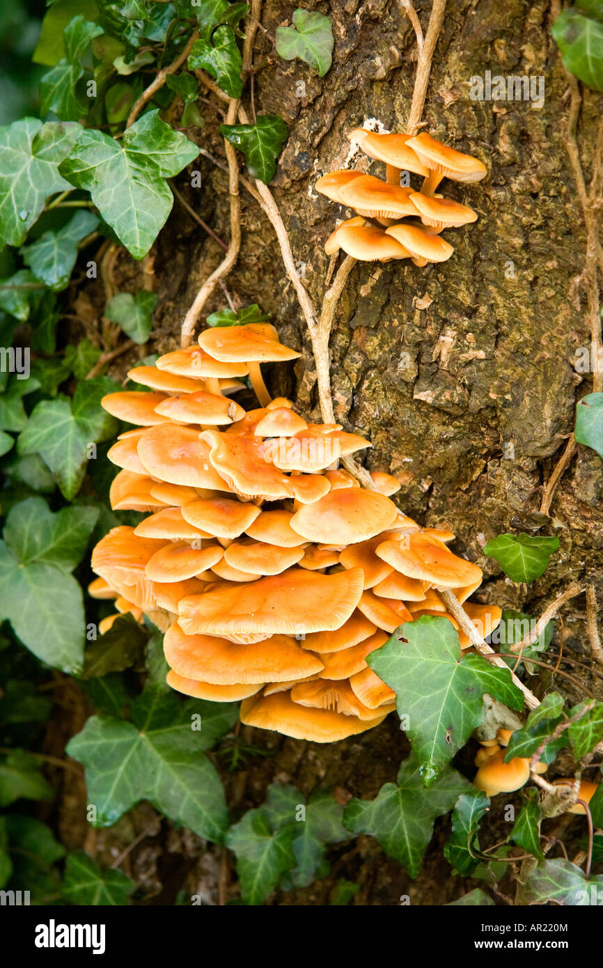 A group of mushrooms growing on a chestnut tree with ivy Stock Photo