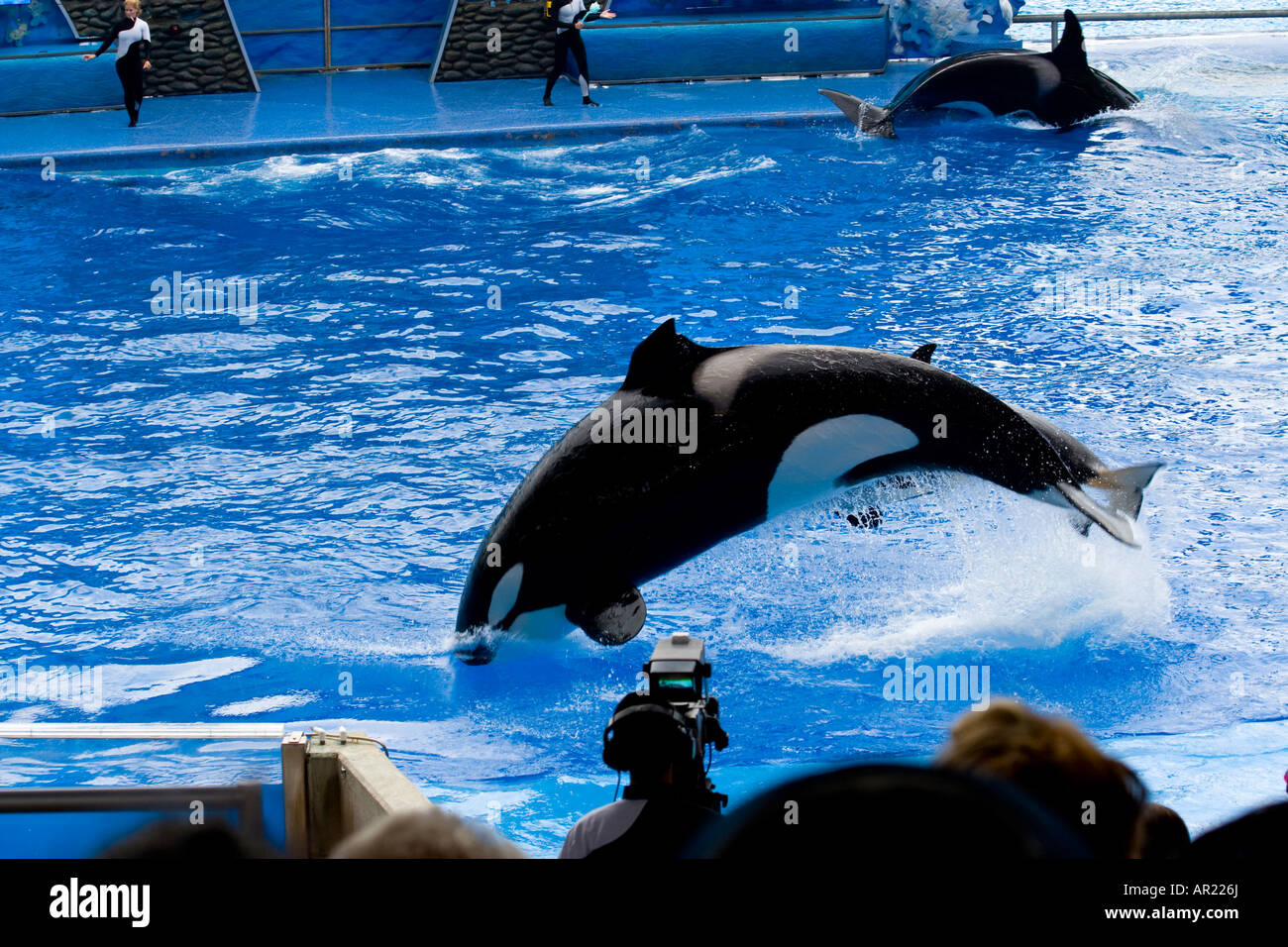 Shamu the Killer Whale at Seaworld, Orlando Florida USA Stock Photo