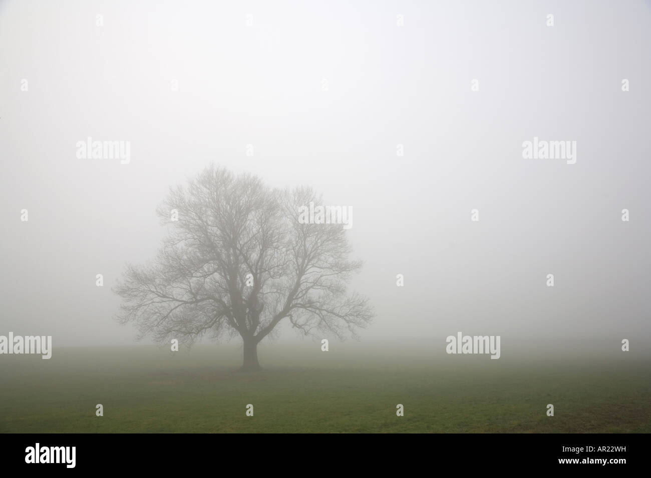 Oak tree in mist Bubnell Derbyshire in the Peak District December Stock Photo