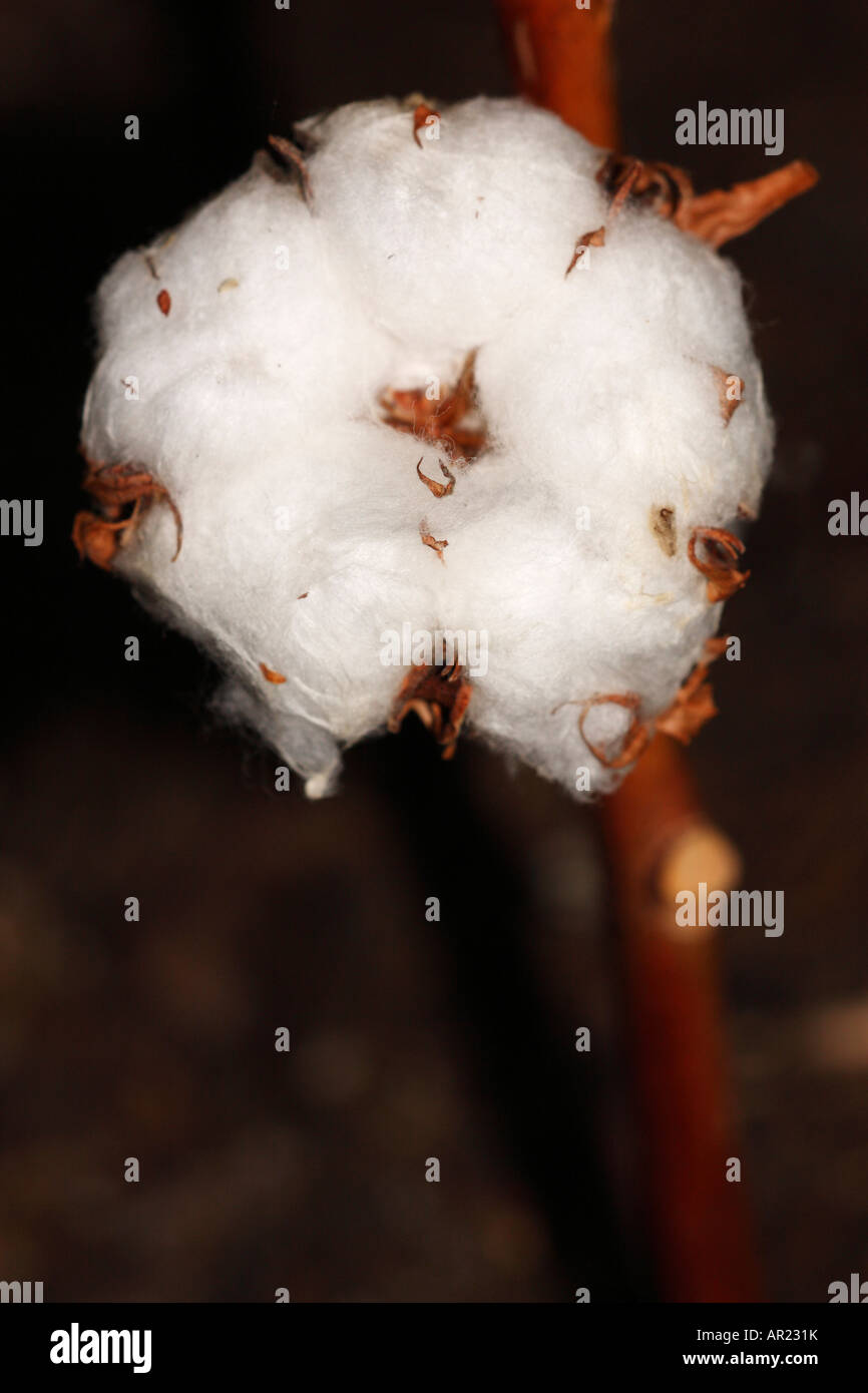 Cotton Plant [Gossypium thurberi], 'close up' flower macro showing fluffy white boll detail Stock Photo