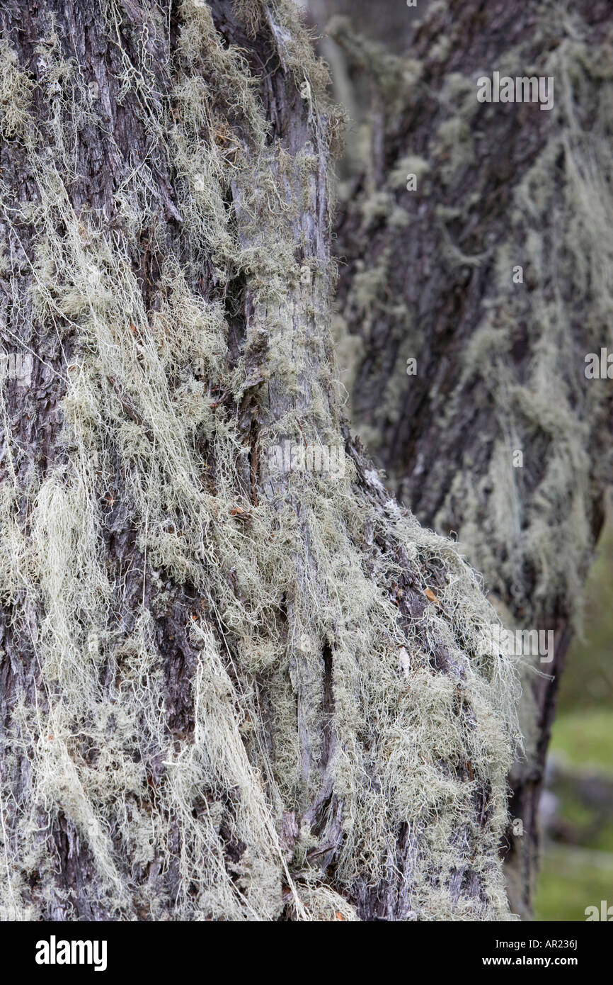 Old man s beard lichen Usnea species on southern beech tree Nothofagus betuloides Torres del Paine National Park Patagonia Chile Stock Photo