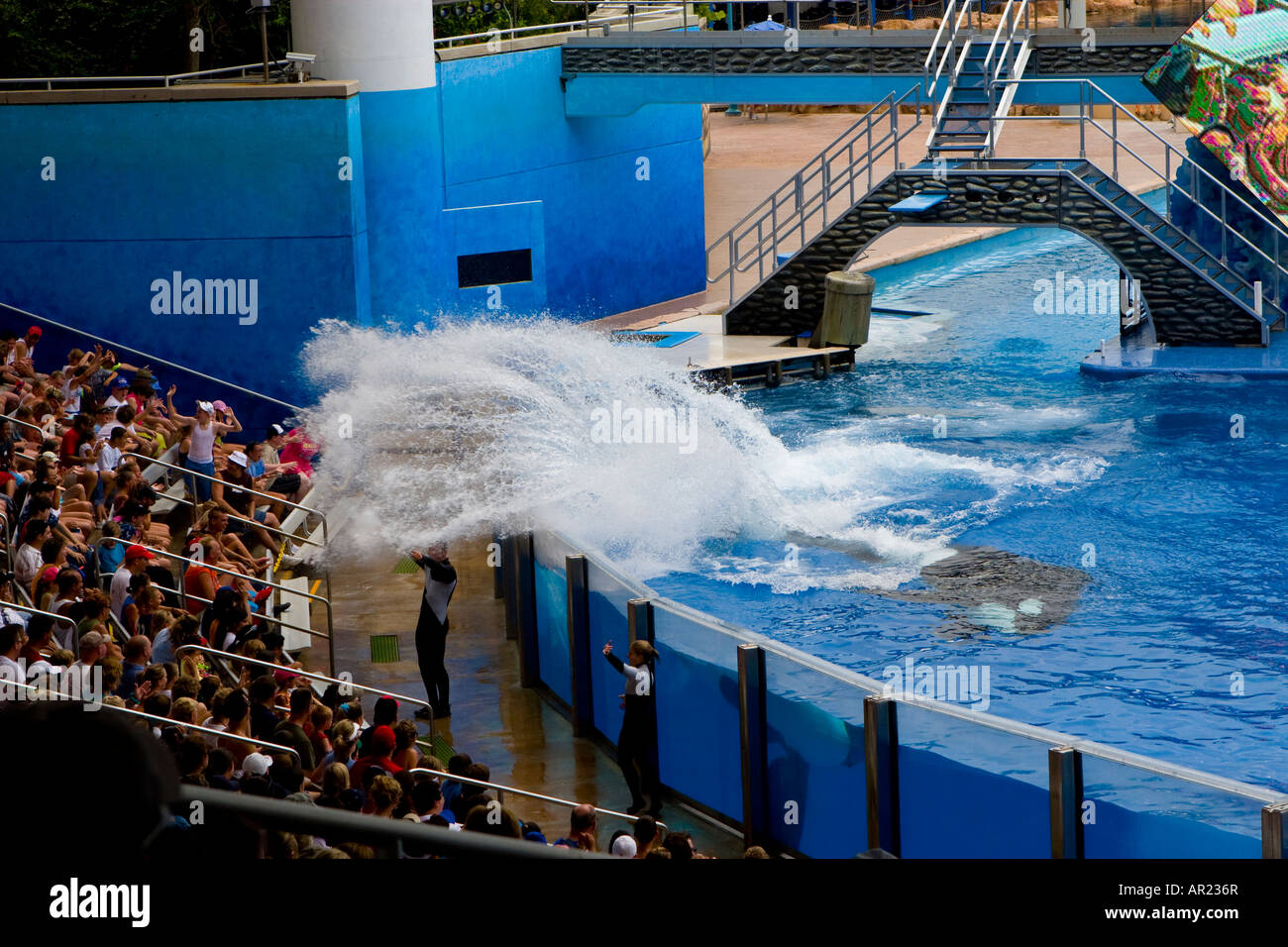 Shamu the Killer Whale at Seaworld, Orlando Florida USA Stock Photo - Alamy