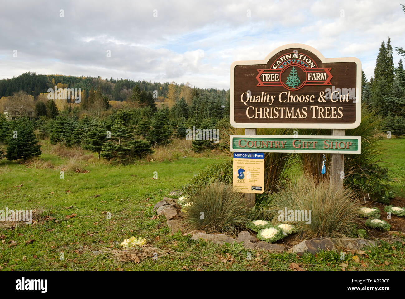 Carnation Christmas Tree Farm Carnation Washington Stock Photo Alamy