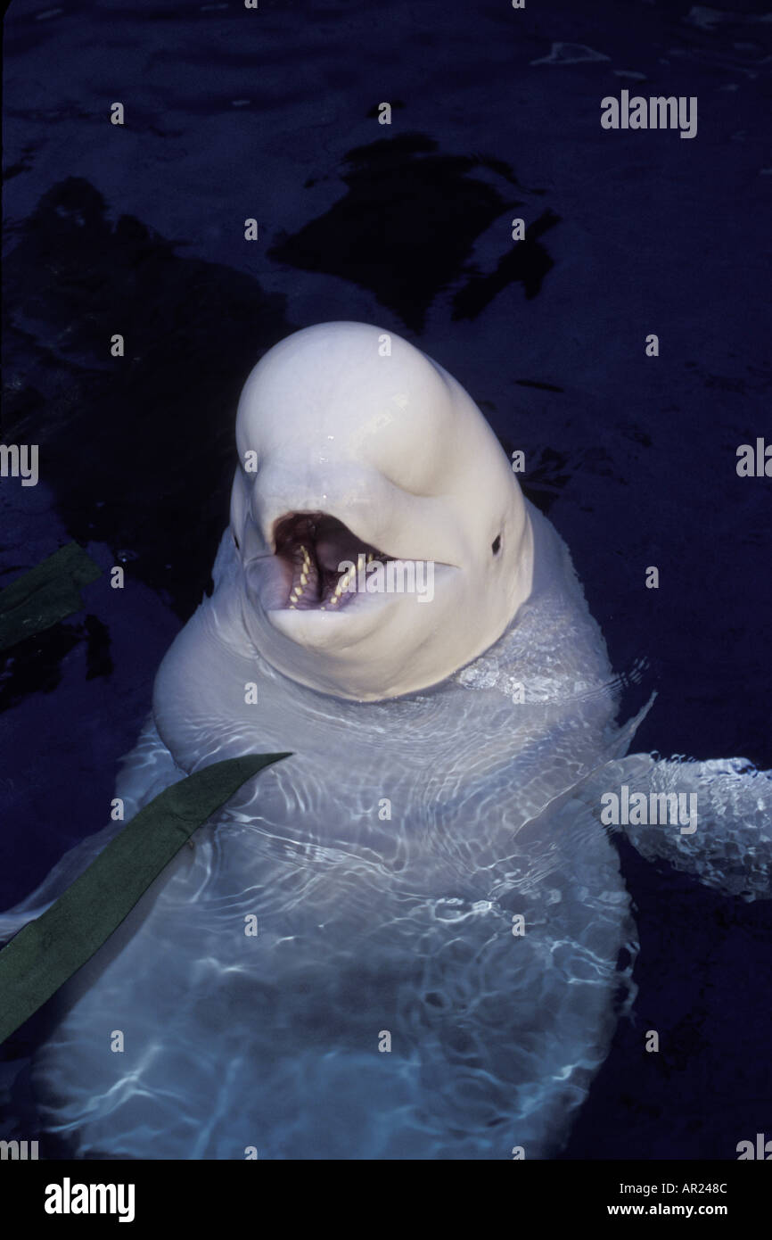 Beluga Whale Delphinapterus leucas c inhabits circumpolar Arctic ...