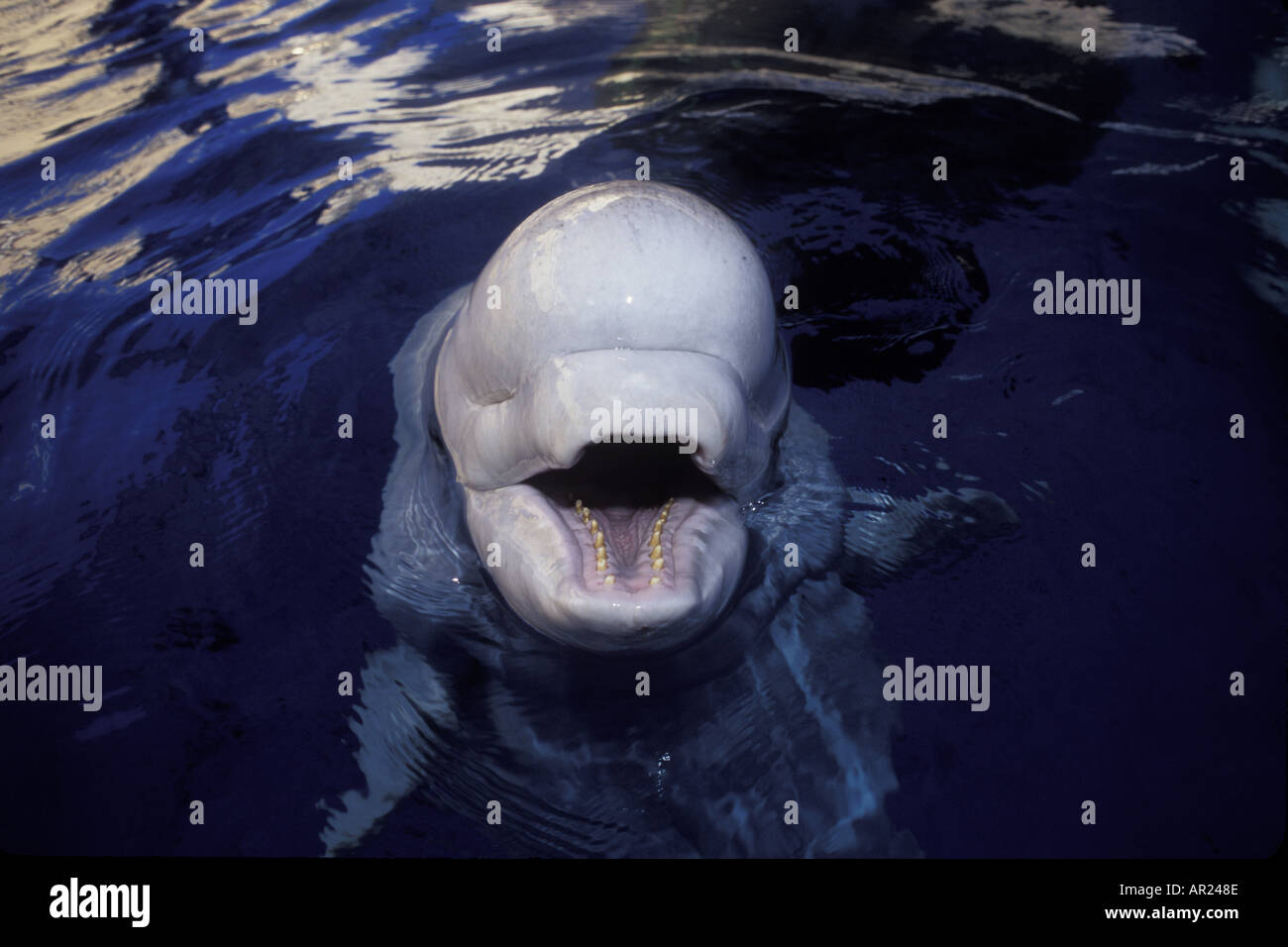 Beluga Whale Delphinapterus leucas c inhabits circumpolar Arctic ...