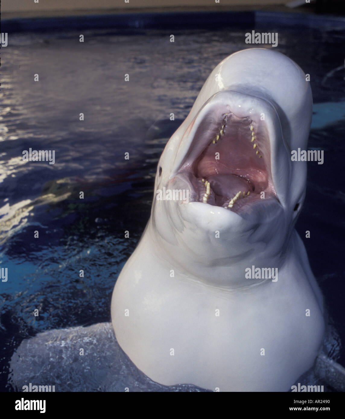 Beluga Whale Delphinapterus leucas c inhabits circumpolar Arctic ...