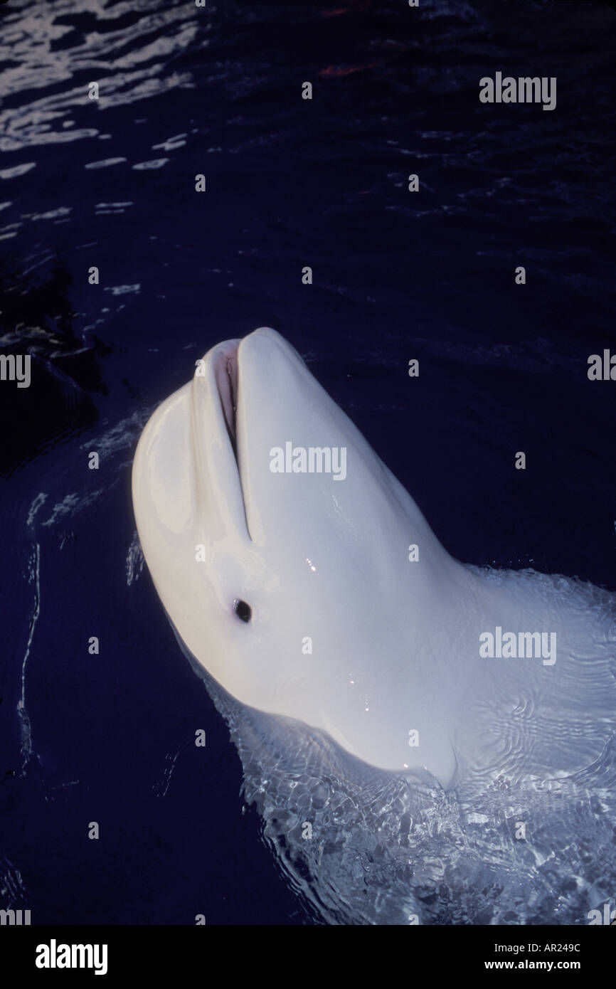 Beluga Whale Delphinapterus leucas c inhabits circumpolar Arctic ...