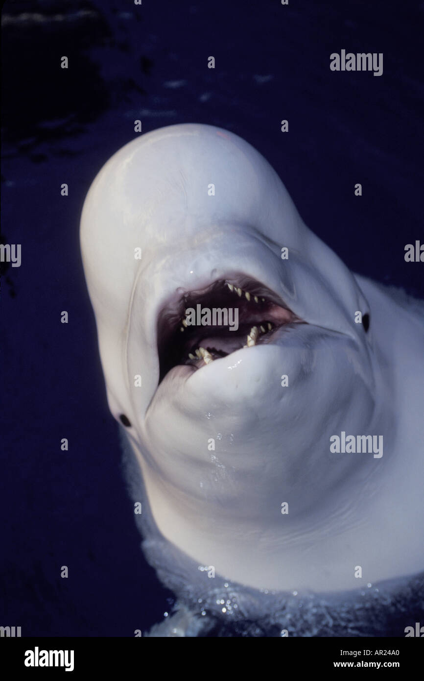 Beluga Whale Delphinapterus leucas c inhabits circumpolar Arctic ...