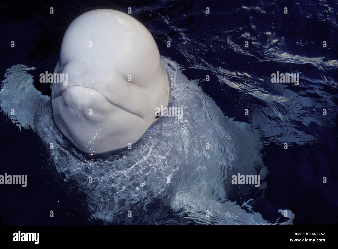 Beluga Whale Delphinapterus leucas c inhabits circumpolar Arctic ...
