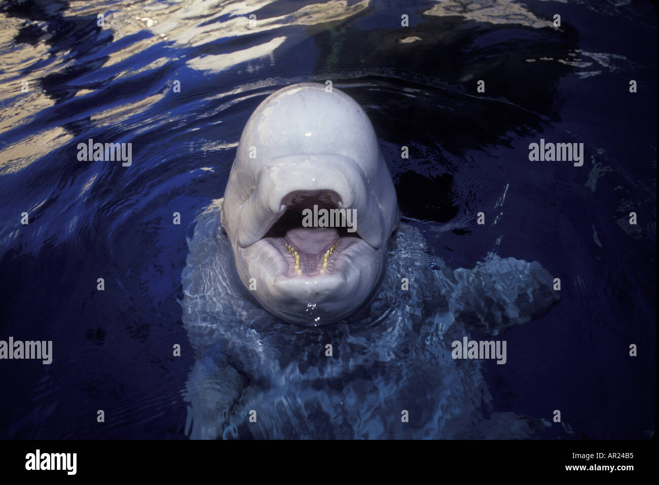 Beluga Whale Delphinapterus leucas c inhabits circumpolar Arctic ...