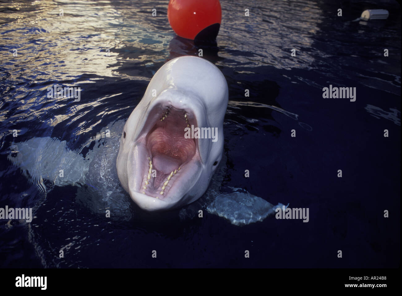Beluga Whale Delphinapterus leucas c inhabits circumpolar Arctic ...