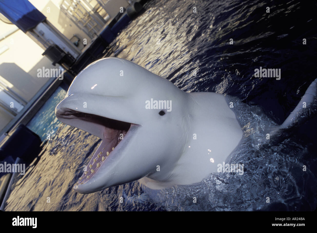 Beluga Whale Delphinapterus leucas c inhabits circumpolar Arctic ...