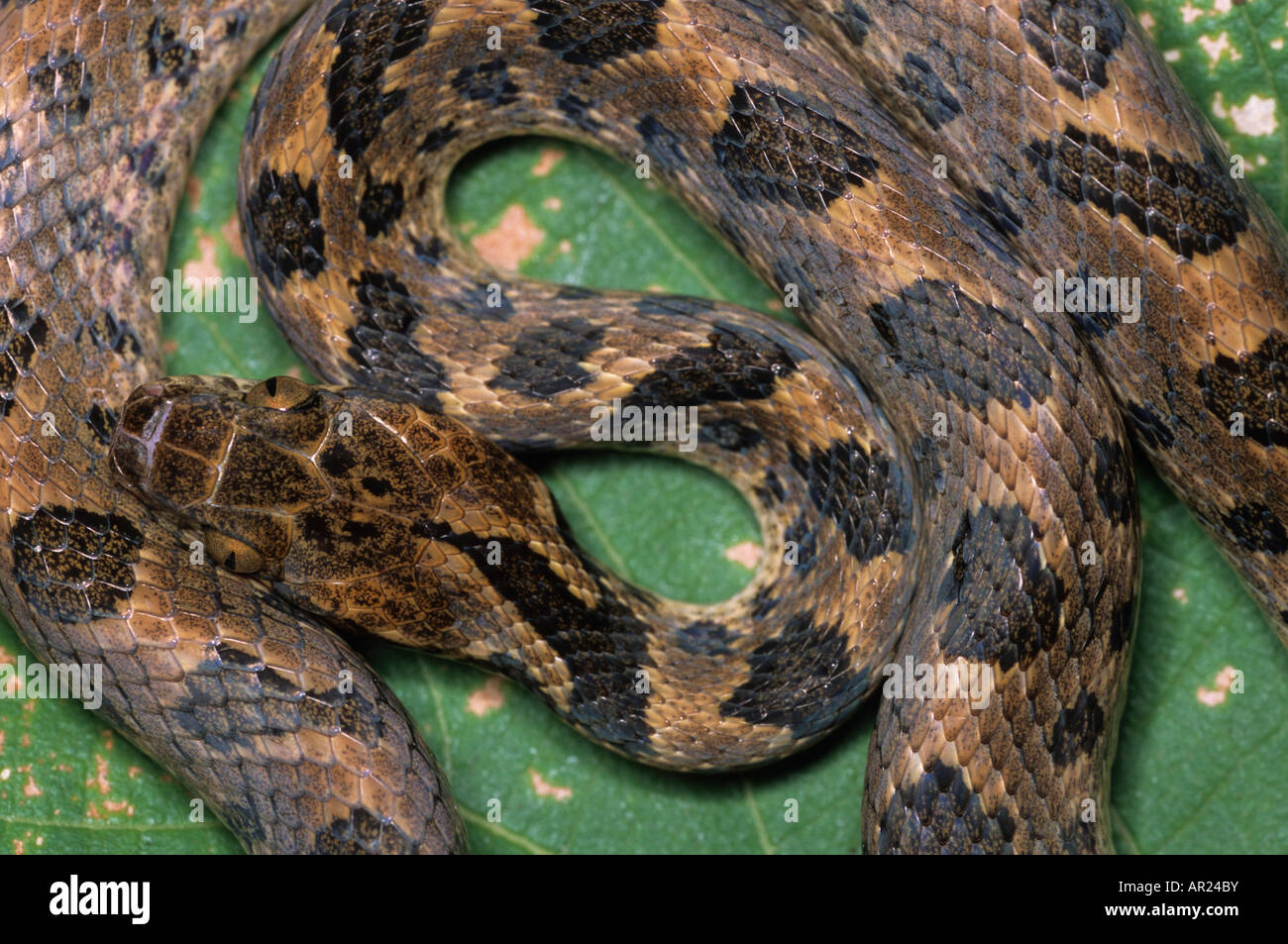 Machete savane snake Leptodeira annulata Nicaragua Stock Photo Alamy