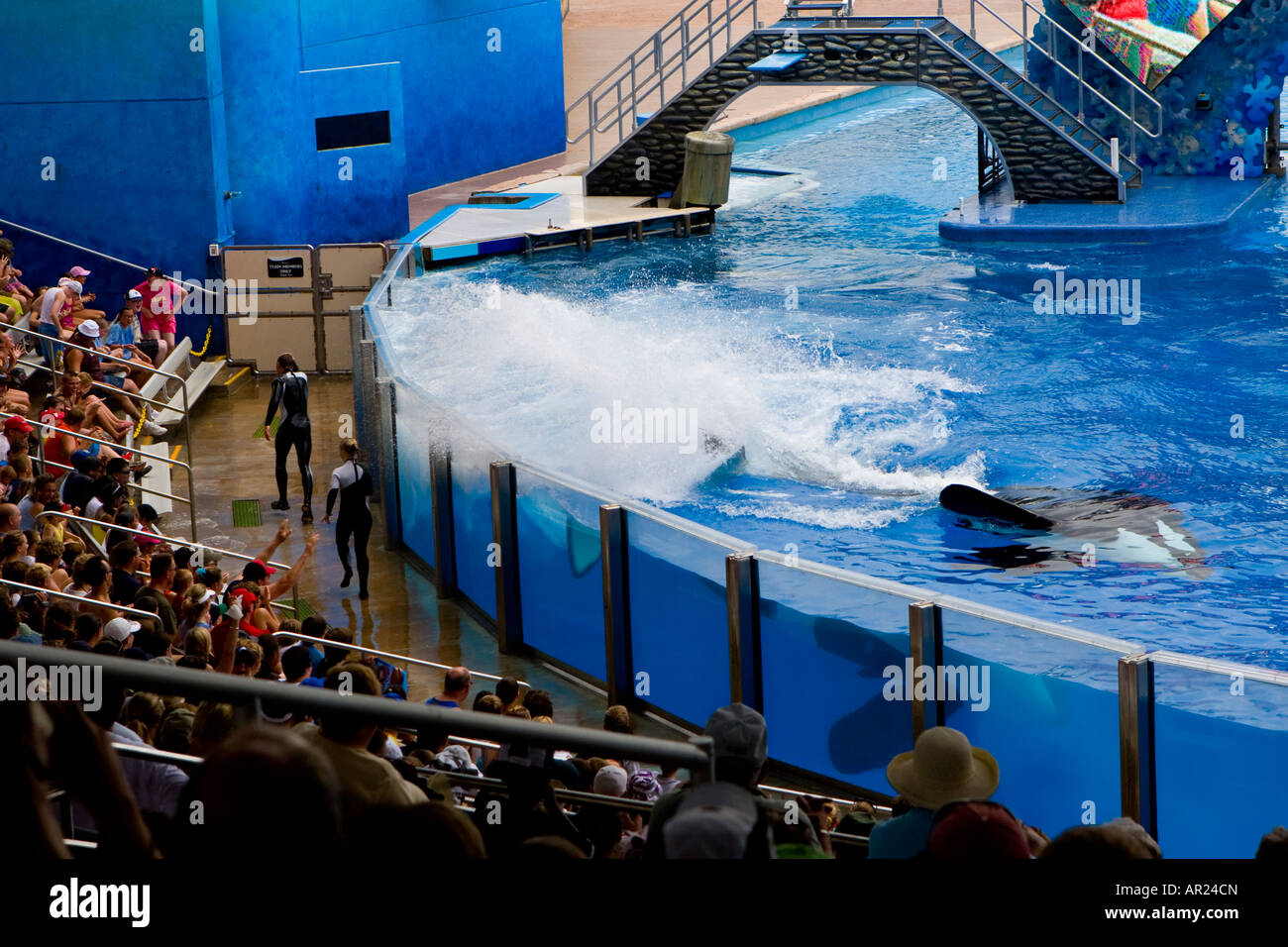 Shamu the Killer Whale at Seaworld, Orlando Florida USA Stock Photo - Alamy