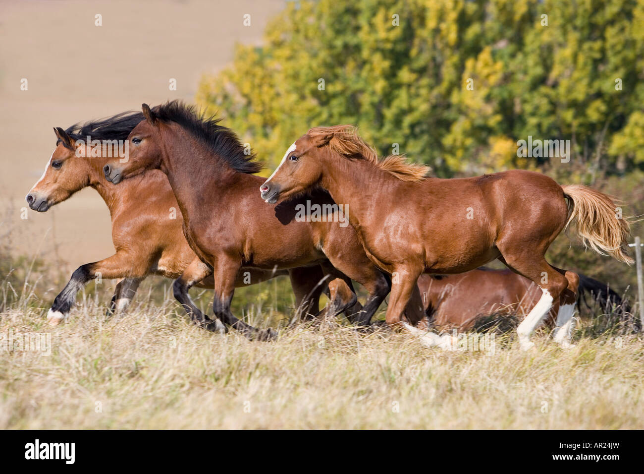 Welsh Pony. Herd in a gallop on a meadow Stock Photo