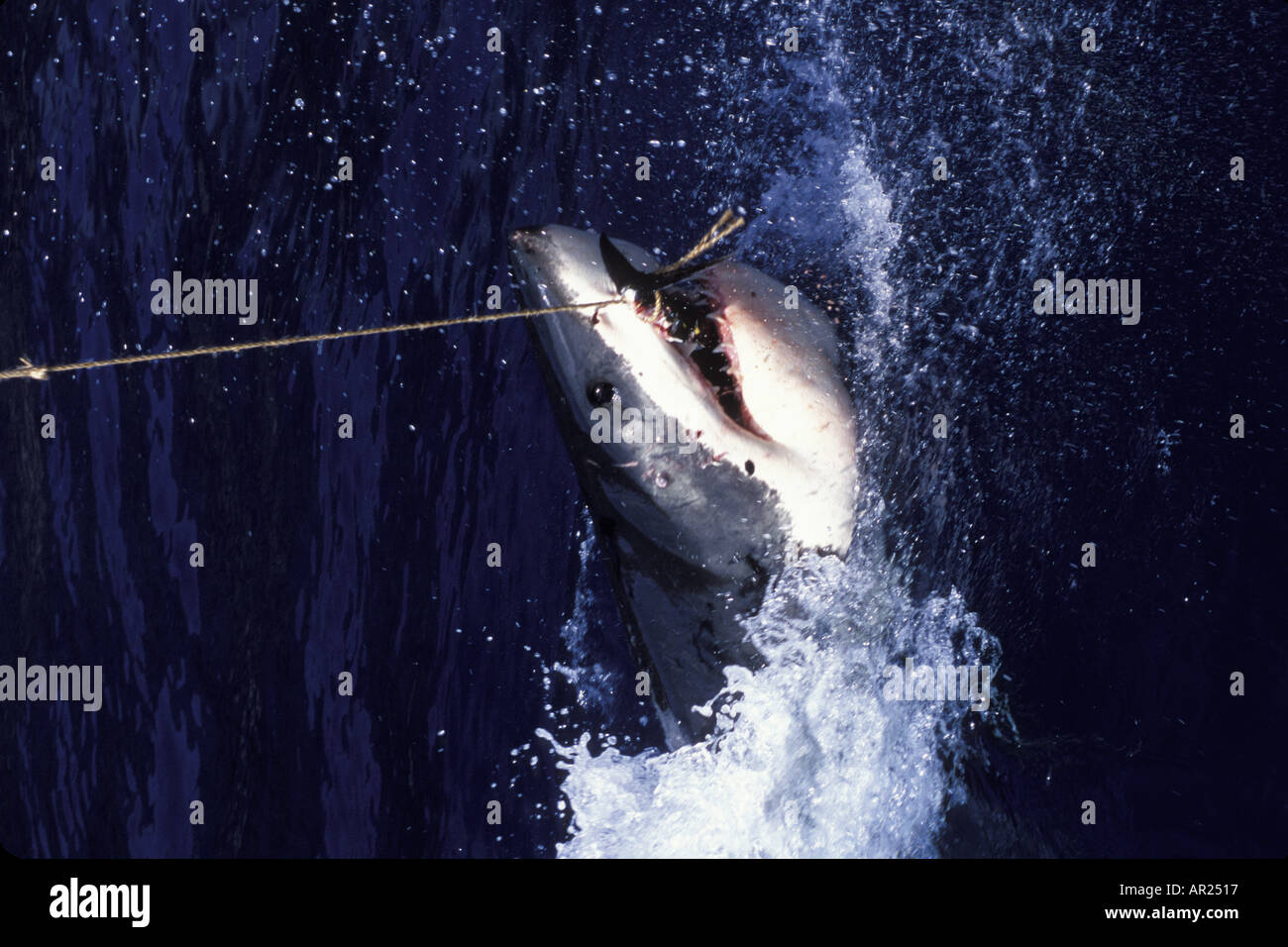 Boat Guadalupe Islands Baja California Mexico mist low cloud fog