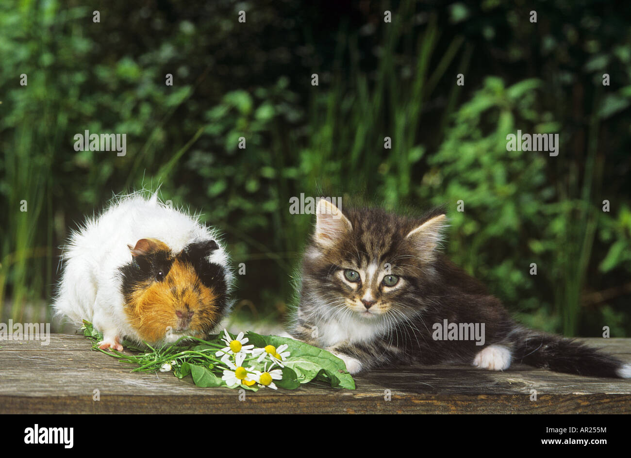 animal friendship : young Norwegian Forest cat and guinea pig Stock Photo