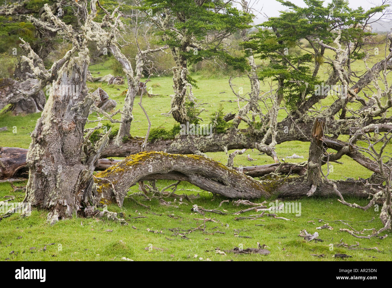 Lenga woodland Nothofagus pumilio Rio Serrano area Torres del Paine National Park Patagonia Chile Stock Photo
