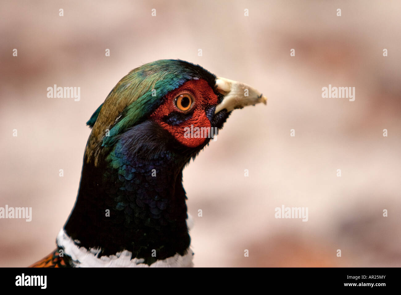 Detail of the head of a Common Pheasant. Stock Photo