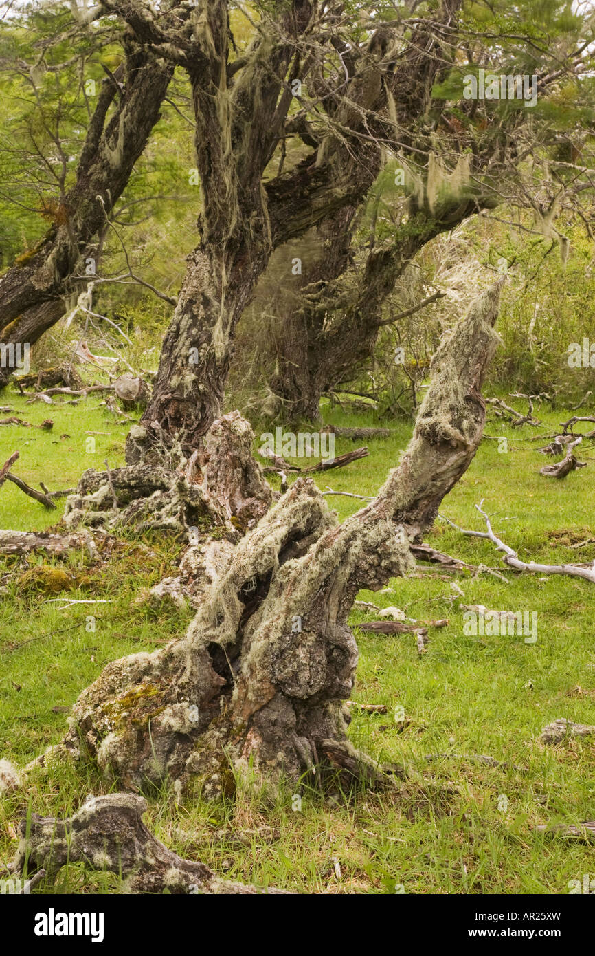 Lenga southern beech tree Nothofagus pumilio covered with old man s beard lichen Usnea species.  Patagonia Chile Stock Photo