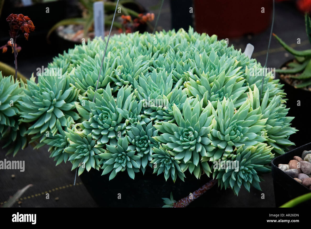 succulent plants at nursery and greenhouse Woodinville Washington Stock