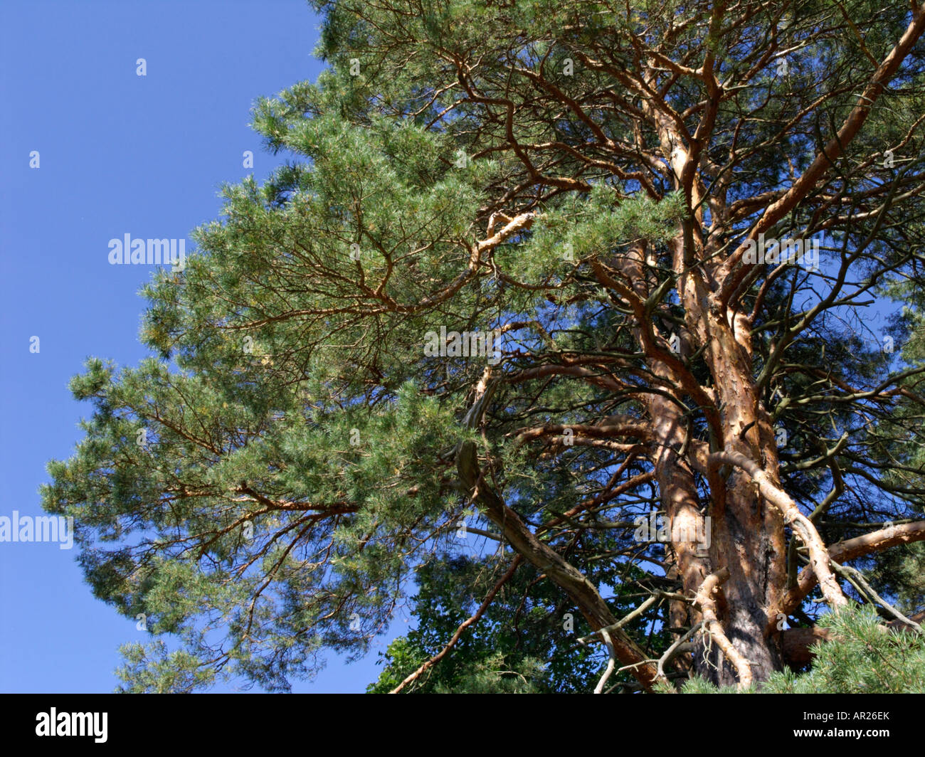 Plant pinus sylvestris hi-res stock photography and images - Alamy
