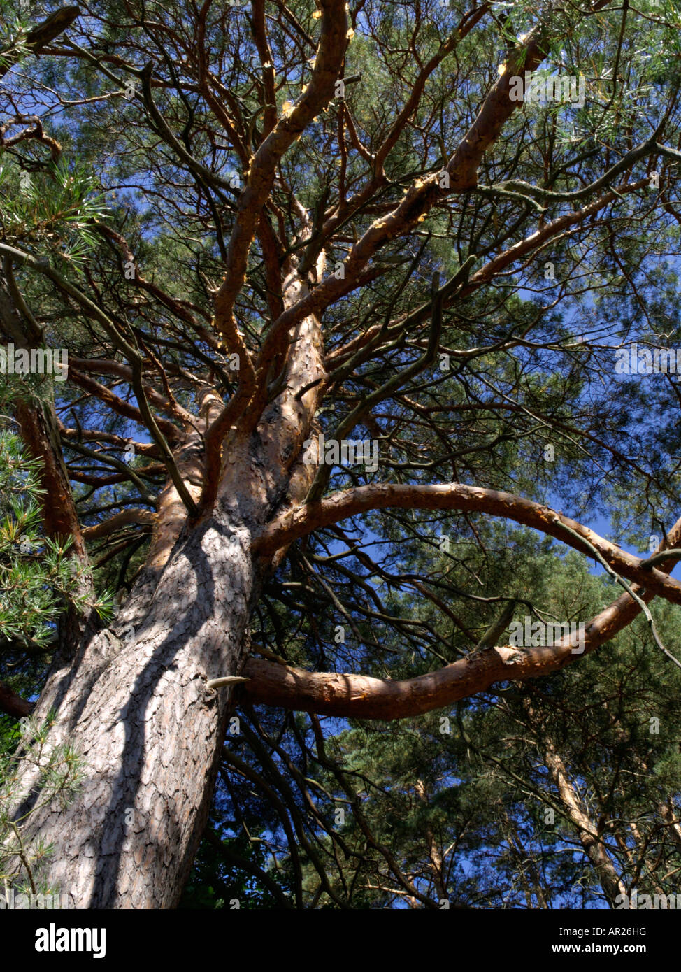 Pinus sylvestris flowers hi-res stock photography and images - Alamy