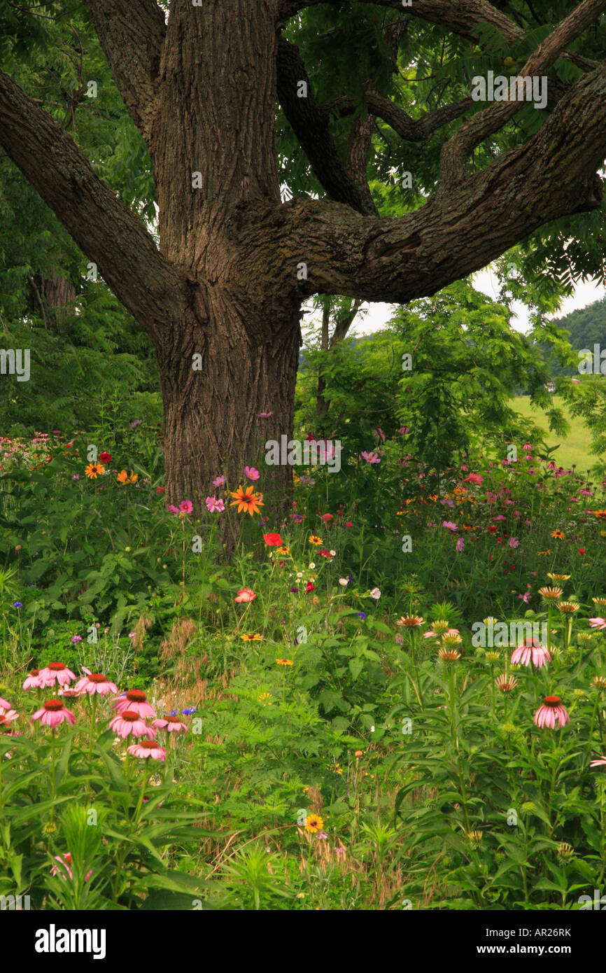Valley Of Virginia Wildflowers, Fairfield, Shenandoah Valley, Virginia, USA Stock Photo
